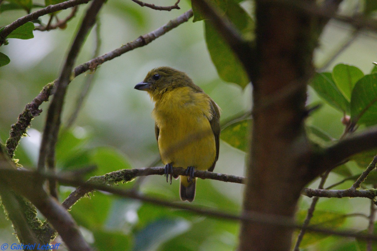 Thick-billed Euphonia - ML204769711