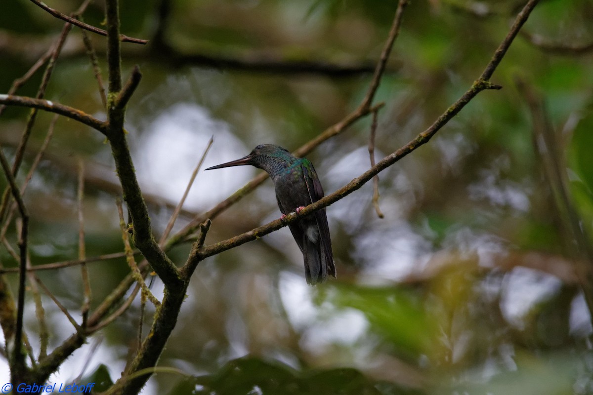 kolibřík křivozobý - ML204769761