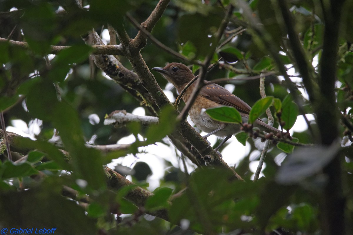 Pale-vented Thrush - ML204769781