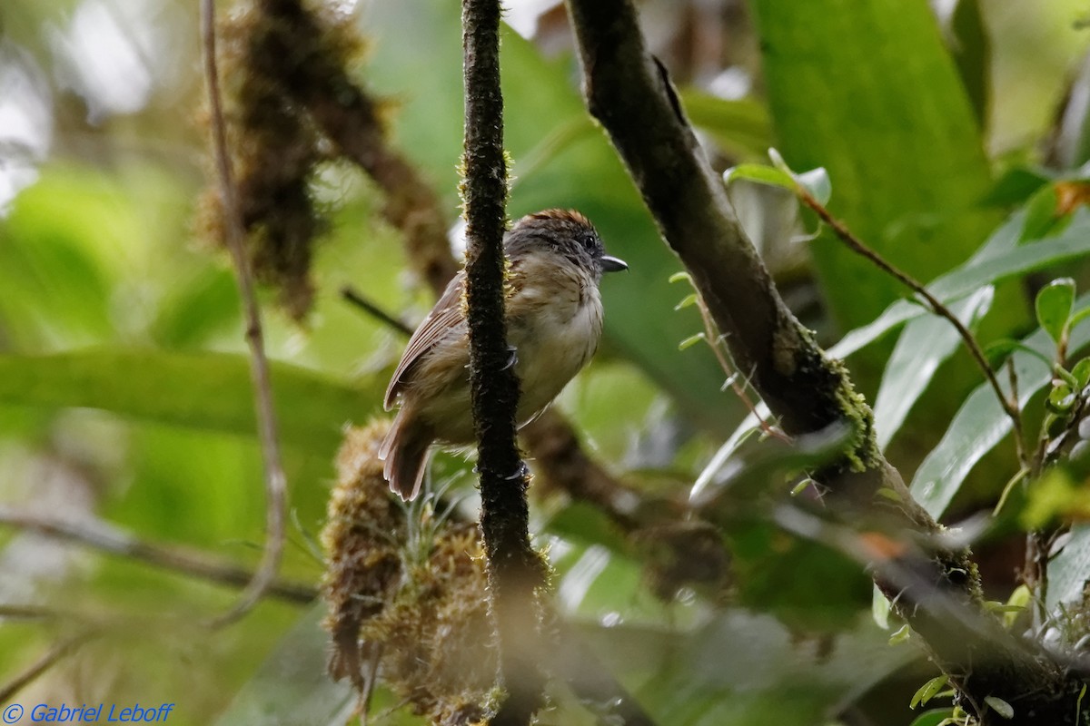 Spot-crowned Antvireo - ML204769801