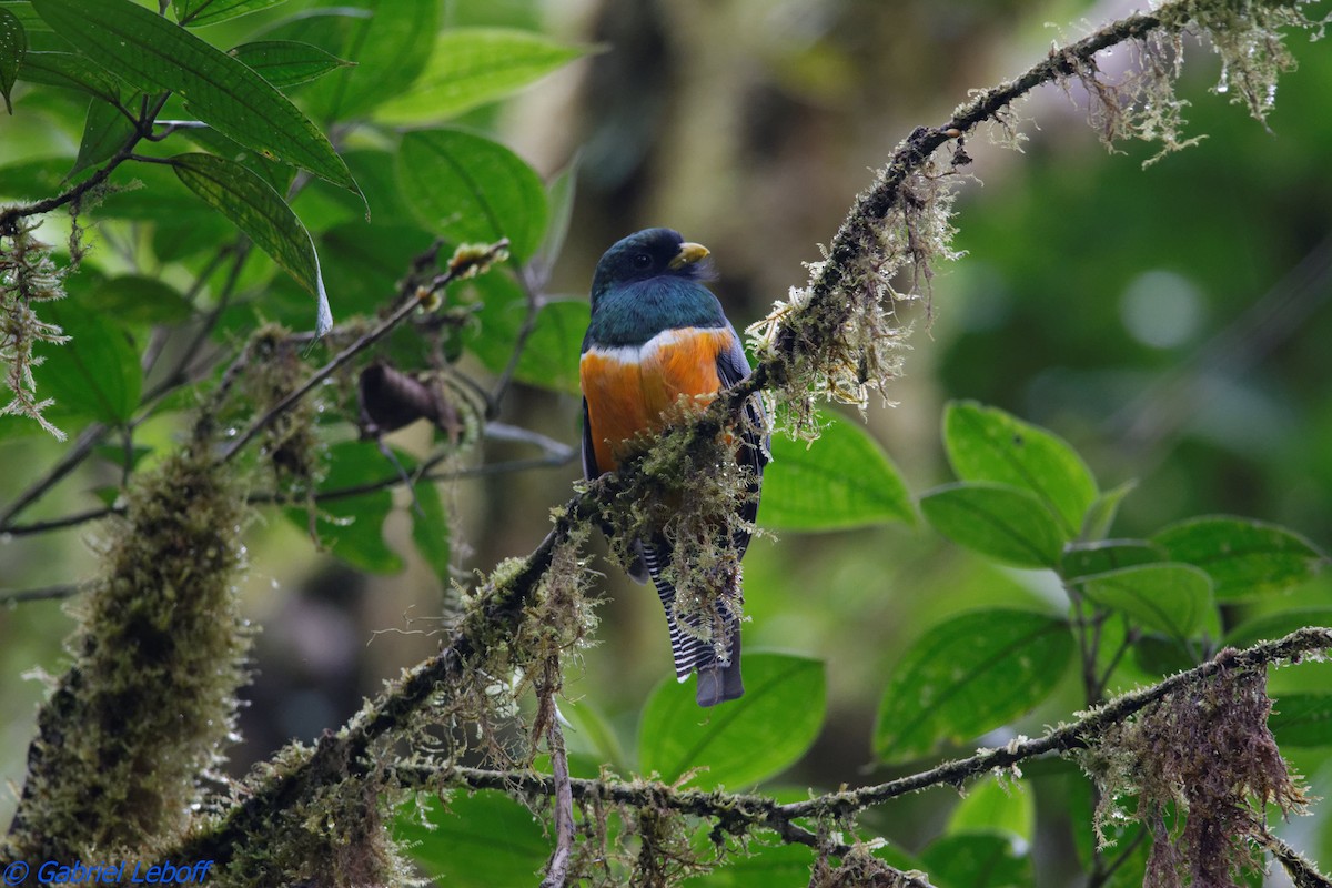 Collared Trogon - ML204769811