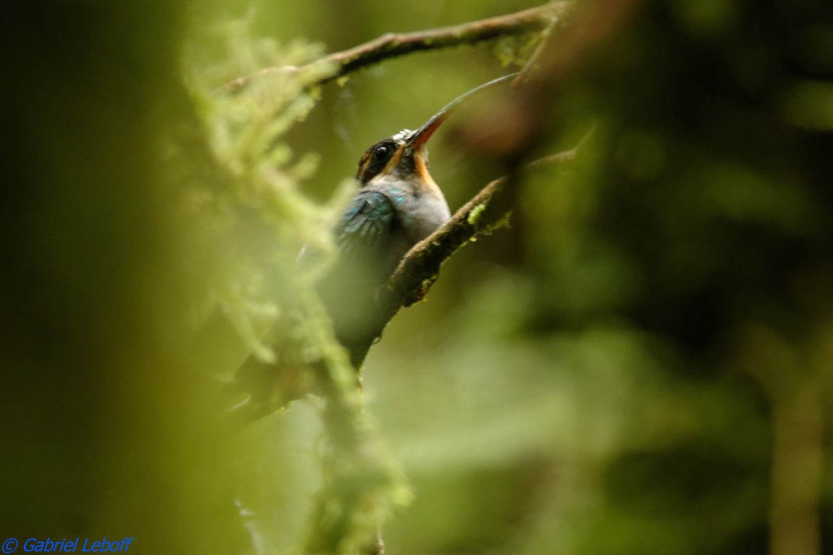 kolibřík šedobřichý - ML204769841