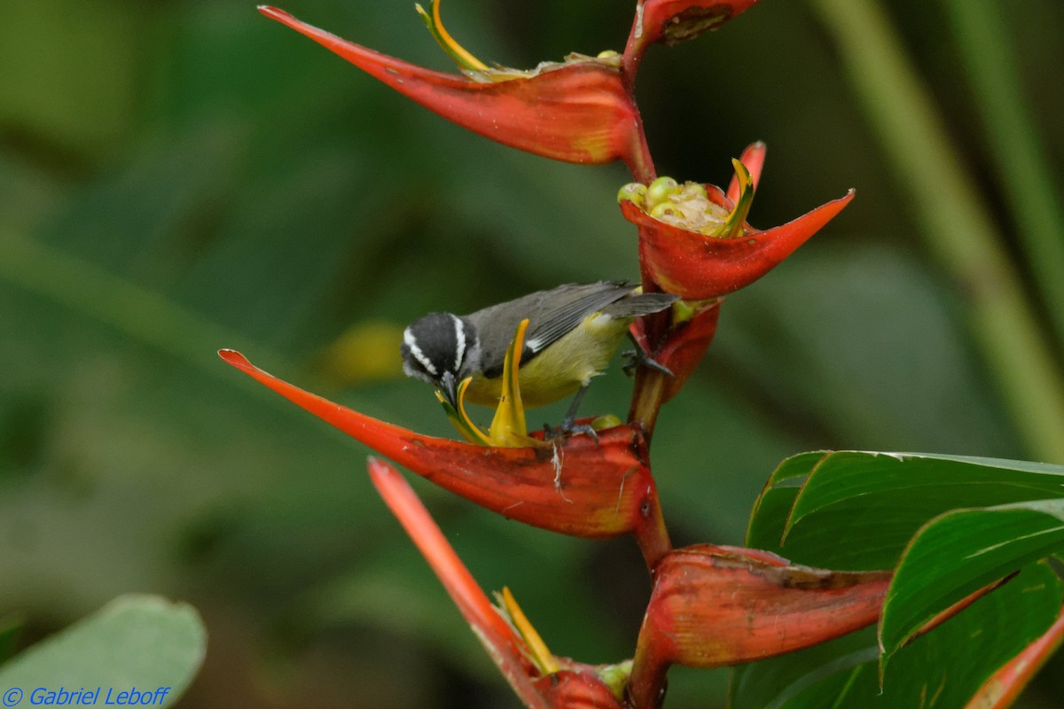 Bananaquit - ML204769891