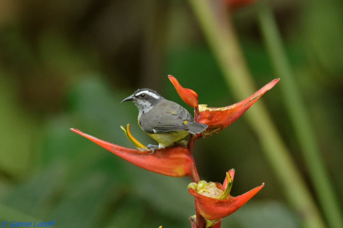 Bananaquit - ML204769901