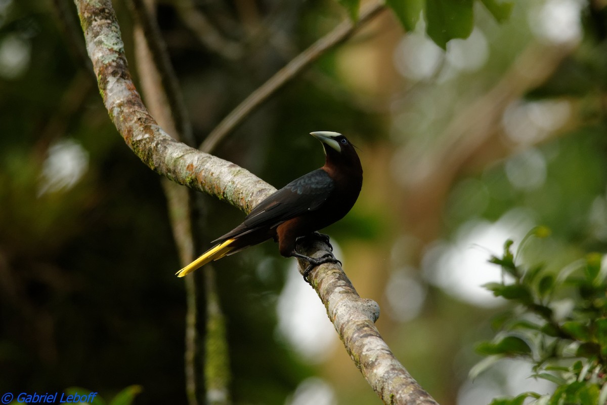Chestnut-headed Oropendola - ML204769931