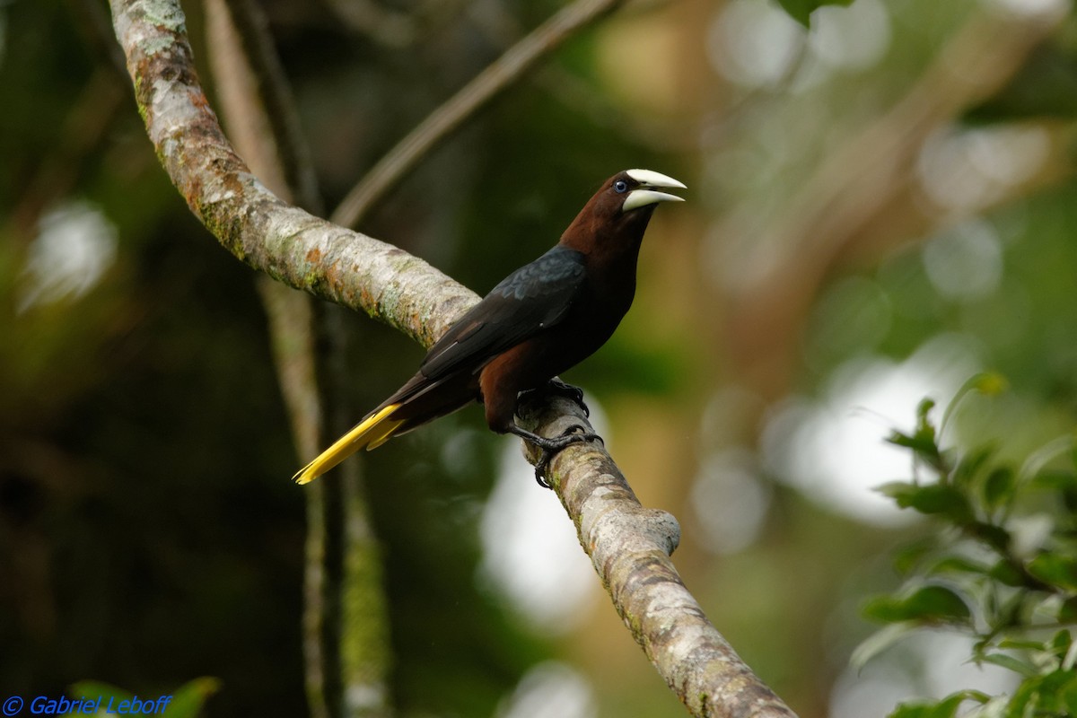 Chestnut-headed Oropendola - Gabriel Leboff