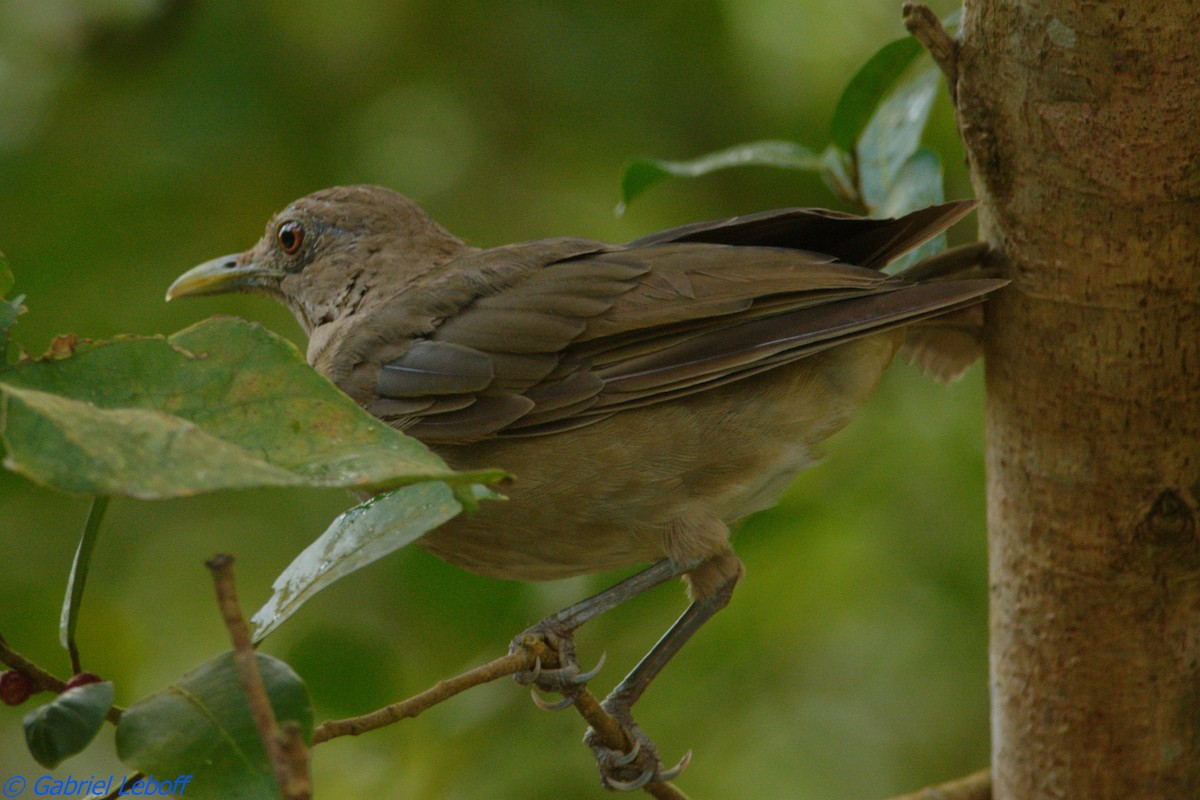 Clay-colored Thrush - ML204769951