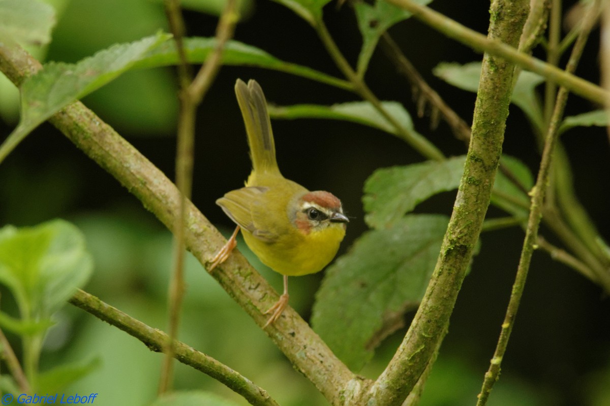 Chestnut-capped Warbler - ML204769971