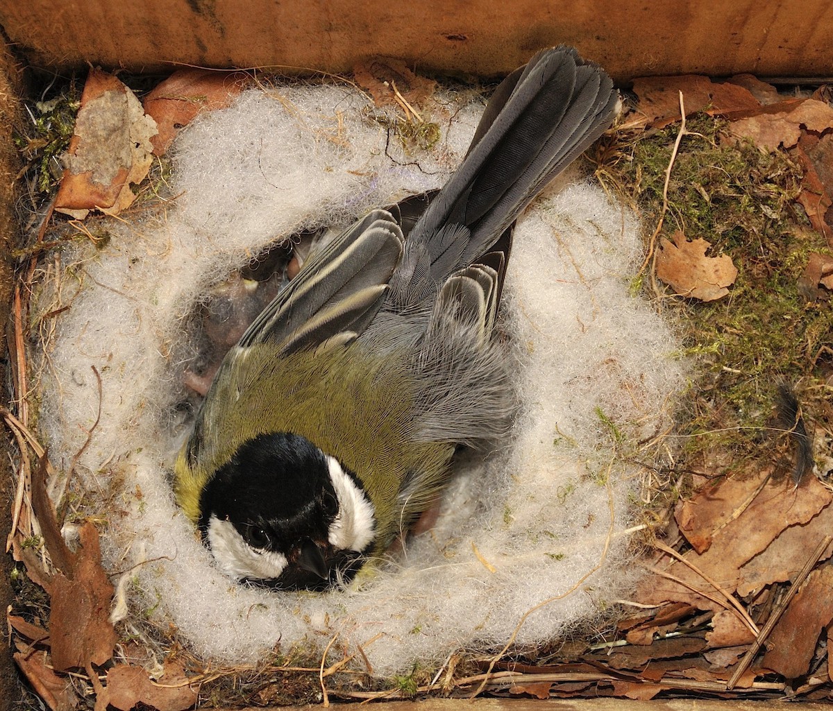 Great Tit (Great) - Tomáš Grim