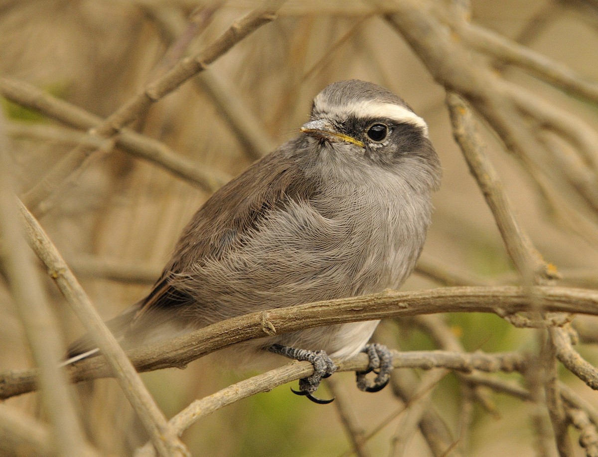 White-browed Chat-Tyrant - Tomáš Grim