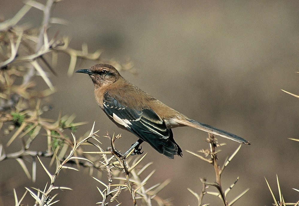 Brown-backed Mockingbird - ML204770261