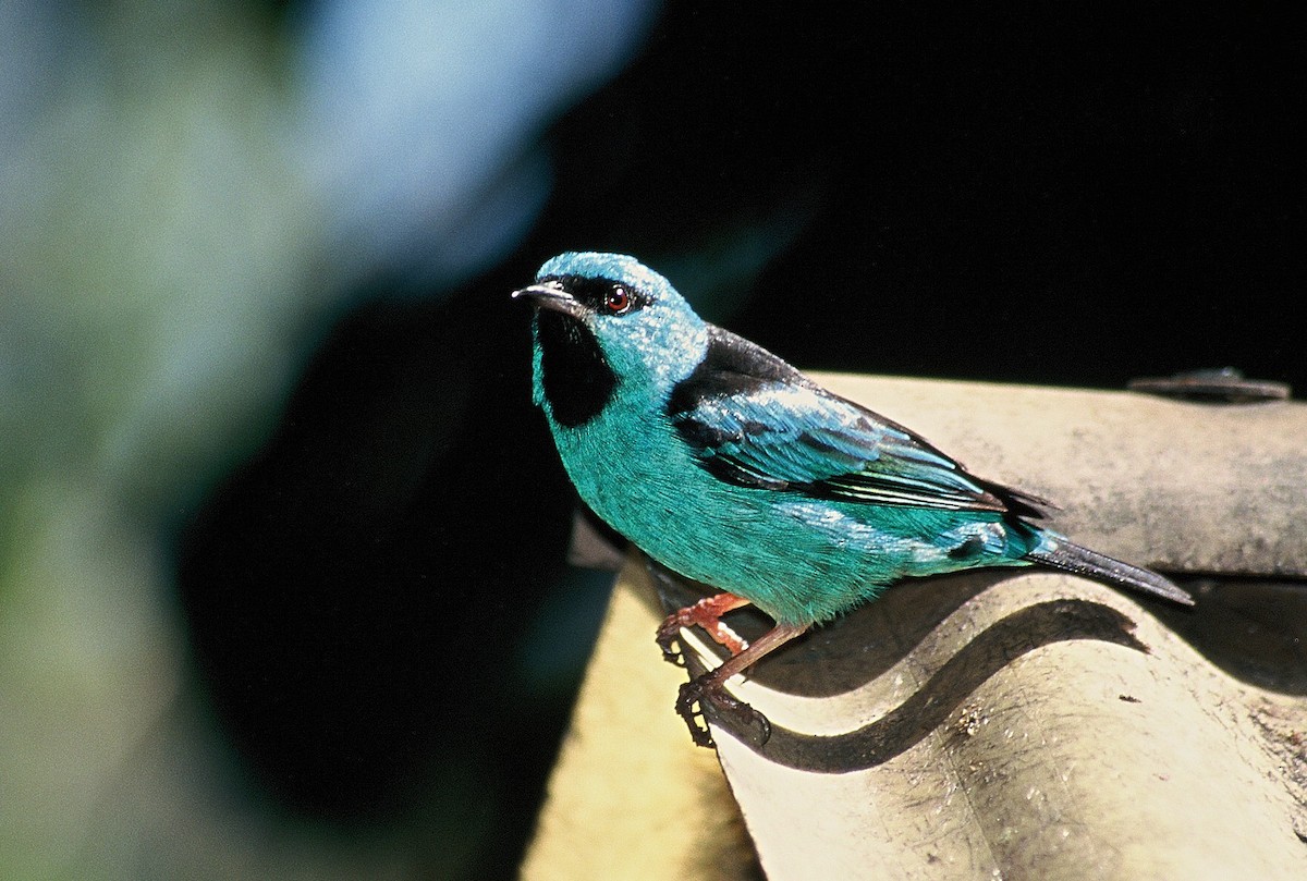 Blue Dacnis - ML204770271