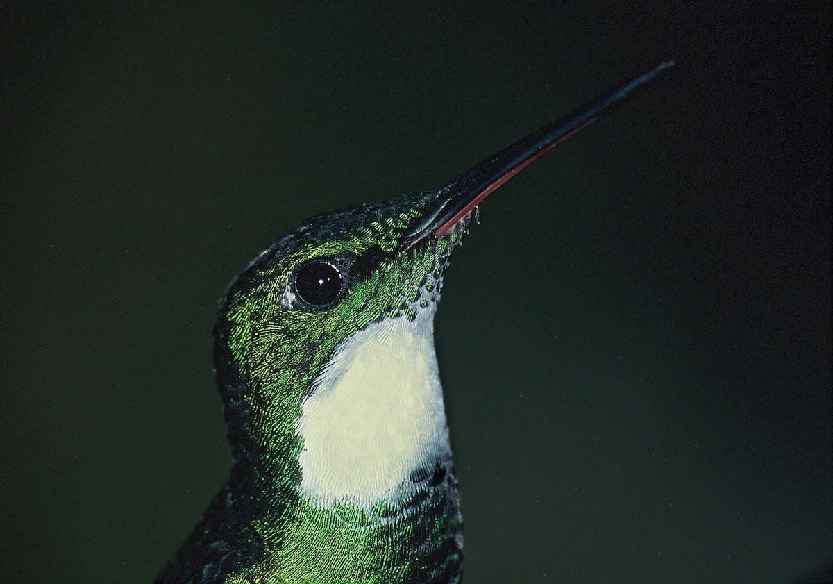 Colibri à gorge blanche - ML204770451