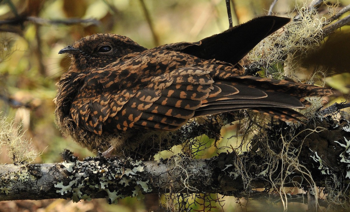 Chotacabras Golondrina - ML204770571