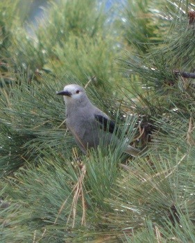 Clark's Nutcracker - ML20477061
