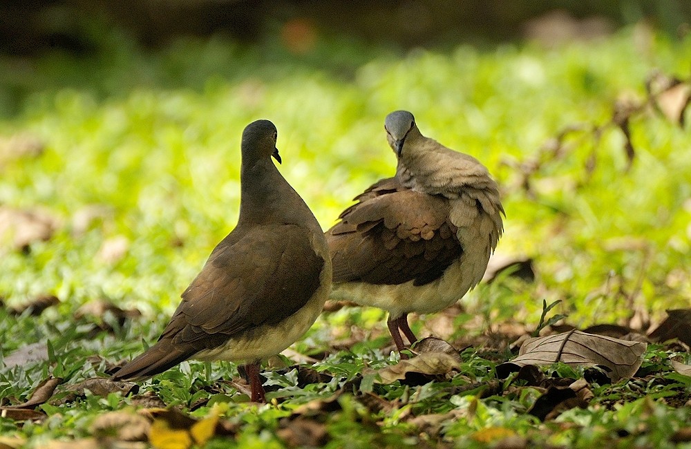 Gray-headed Dove (Gray-headed) - ML204770761