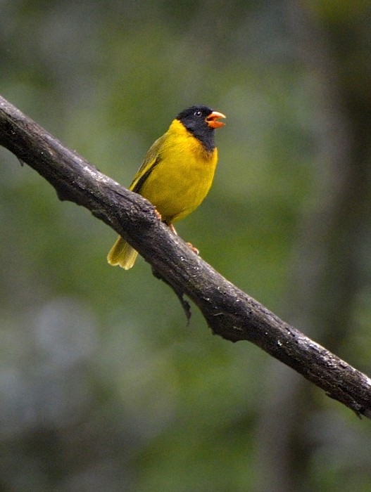 Oriole Finch - Tomáš Grim