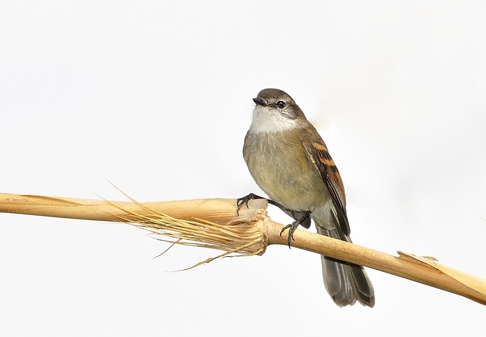 White-throated Tyrannulet - ML204770891