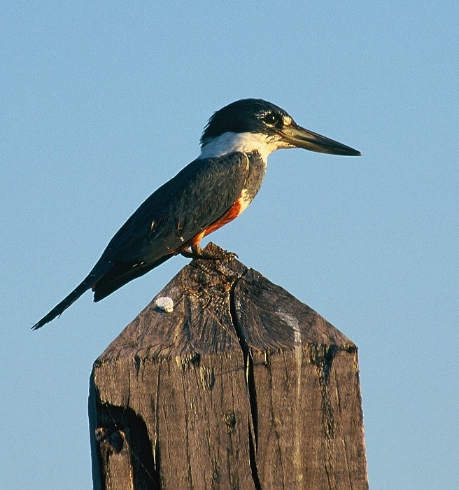 Ringed Kingfisher - Tomáš Grim