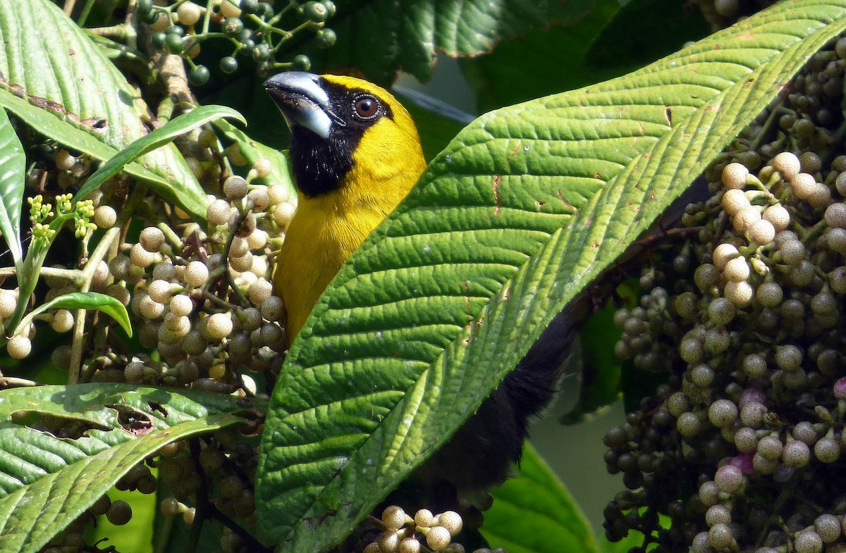 Black-faced Grosbeak - ML204771191