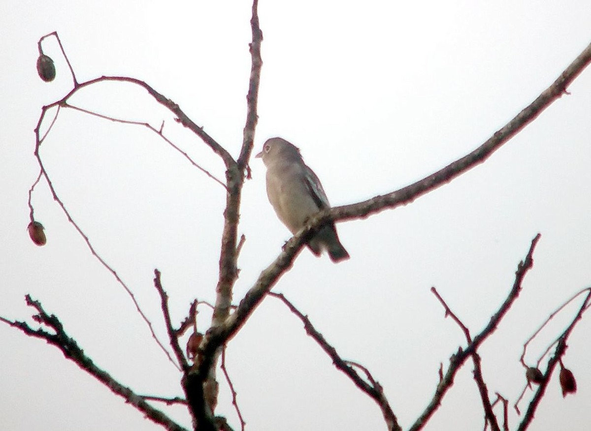 Snowy Cotinga - ML204771241