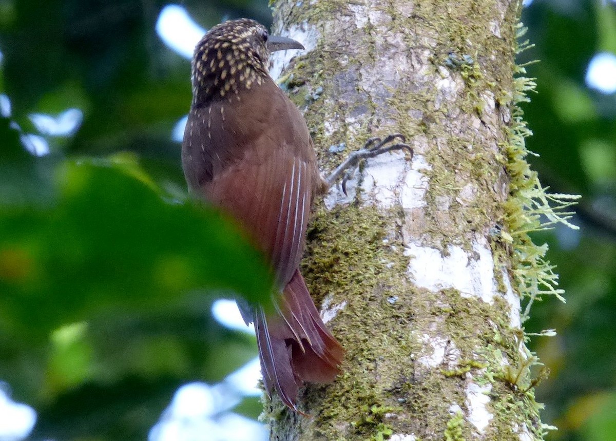 Cocoa Woodcreeper - ML204771331