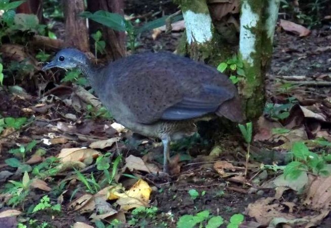 Great Tinamou - ML204771401