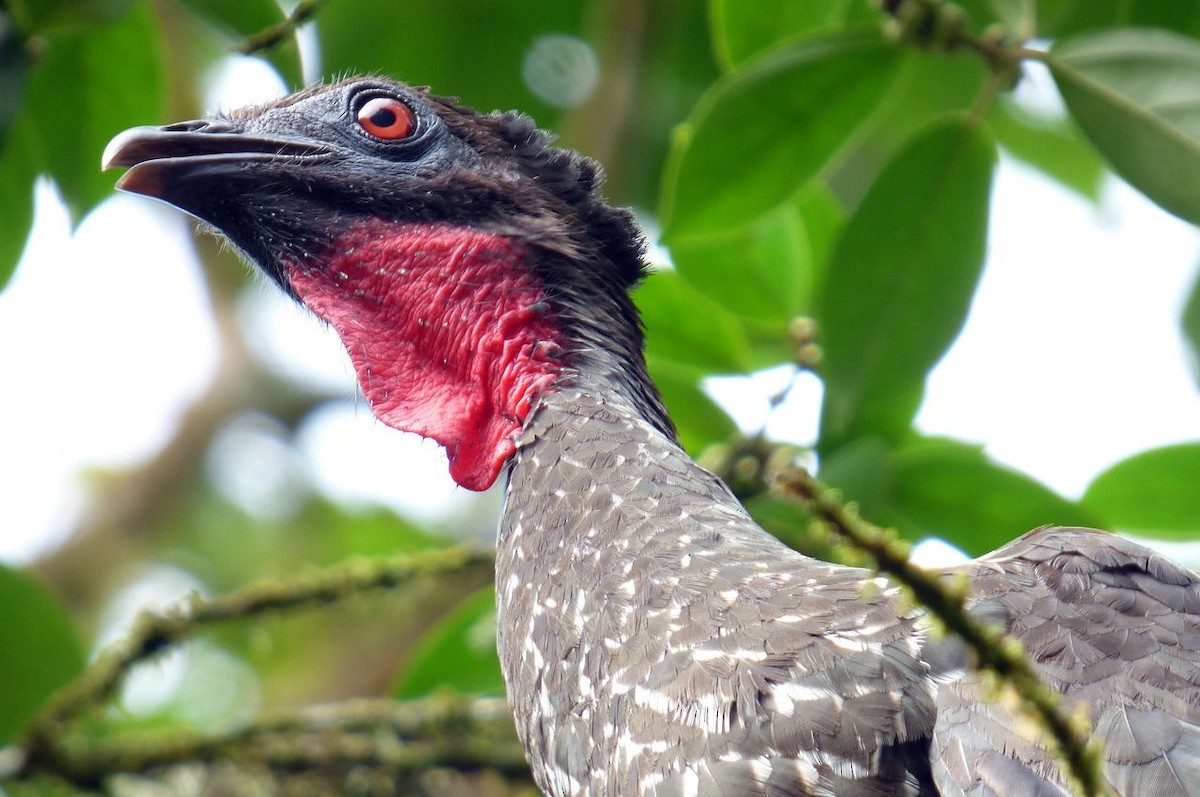 Crested Guan - Klaus Lachenmaier