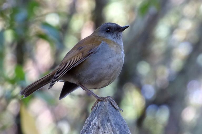 Black-billed Nightingale-Thrush - ML204771551