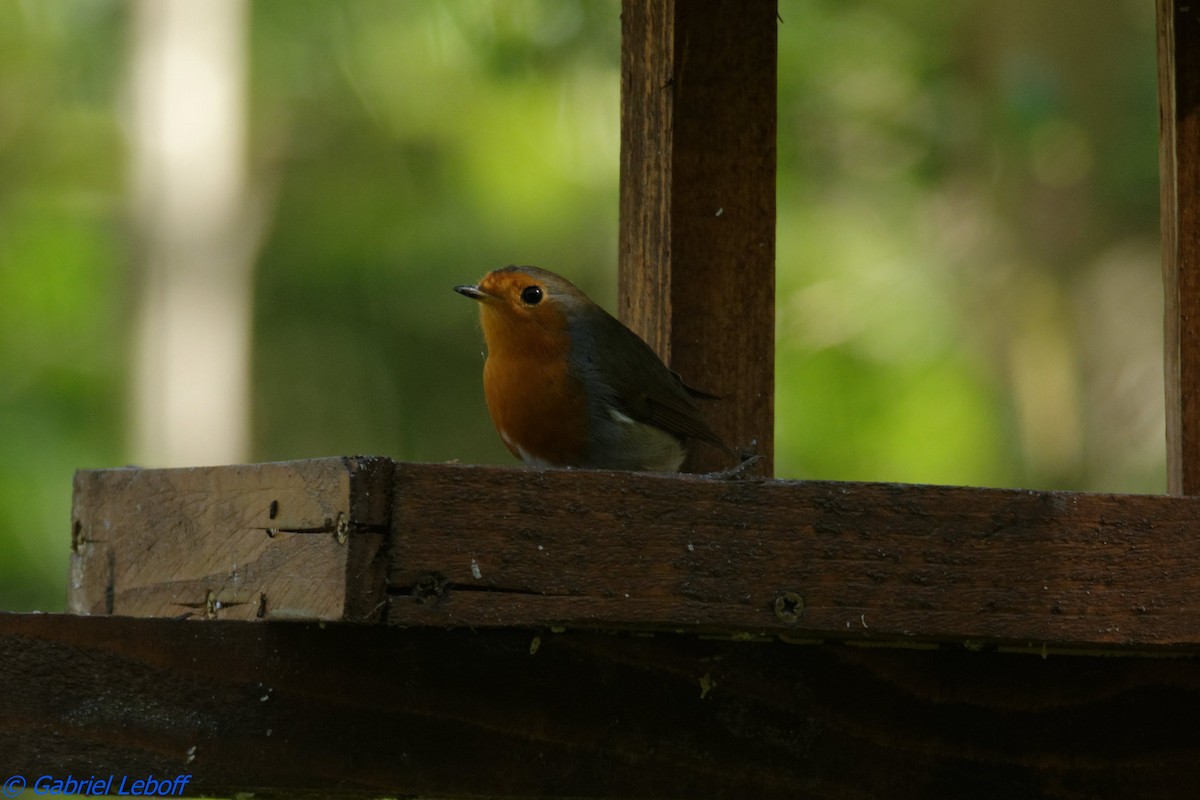 European Robin - ML204771891