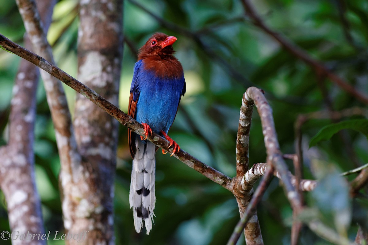 Sri Lanka Blue-Magpie - ML204772231