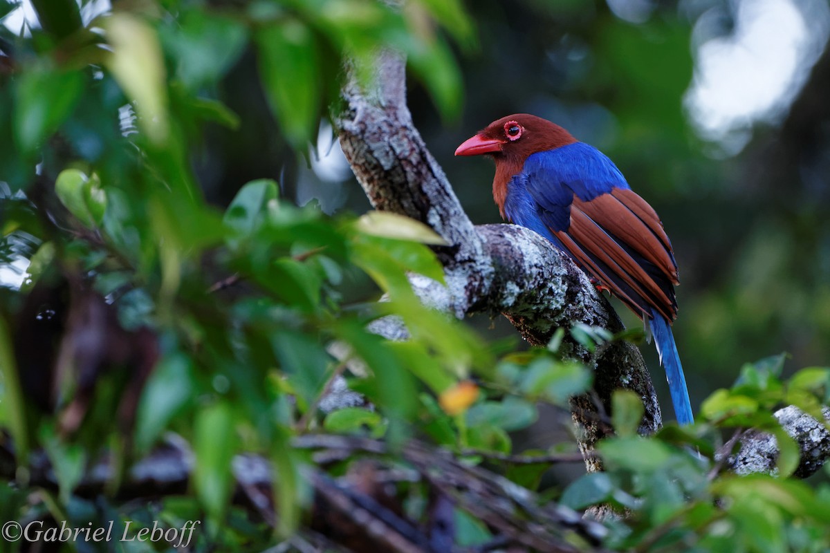 Sri Lanka Blue-Magpie - ML204772241