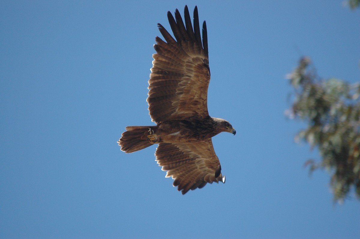 Águila Rapaz - ML204772271