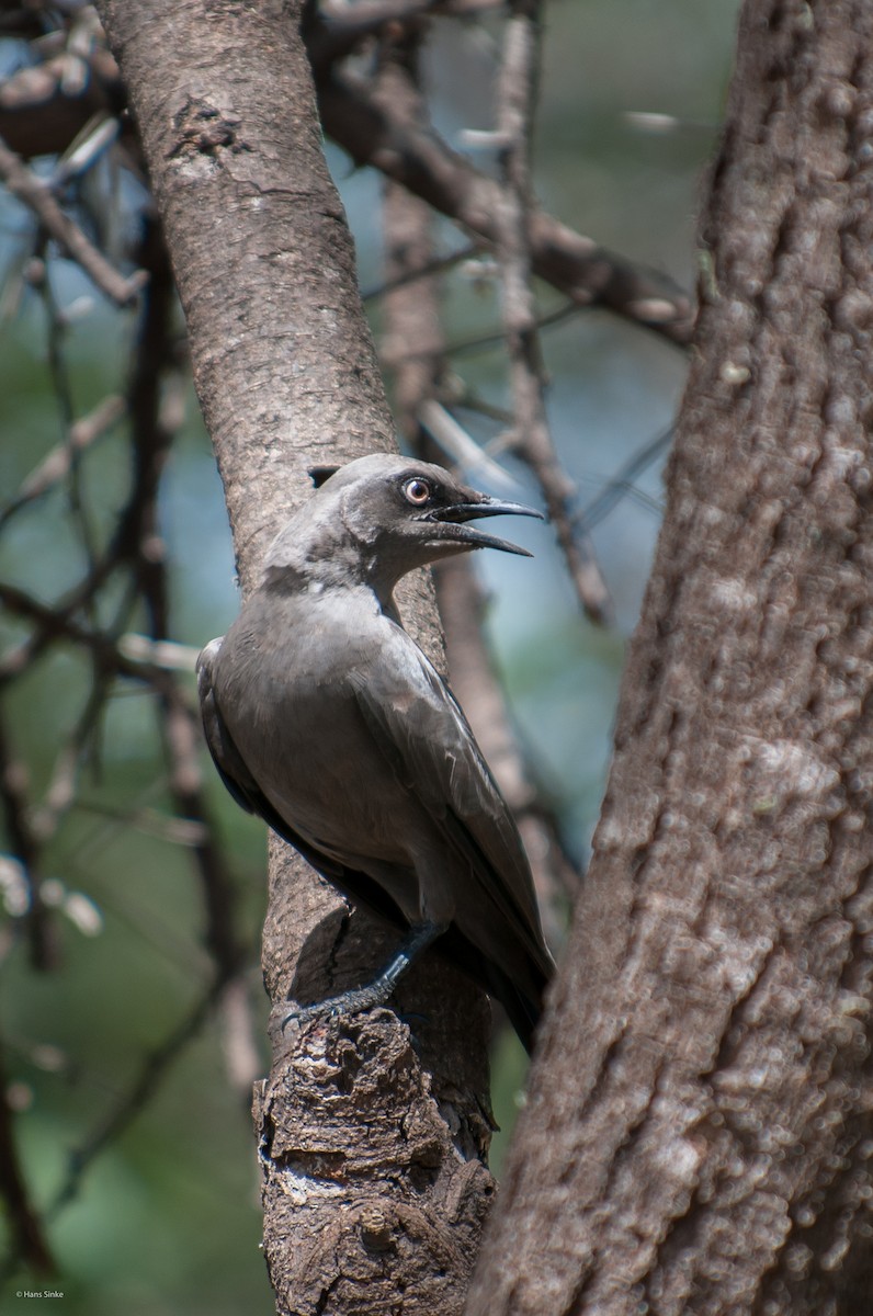 Ashy Starling - ML204772321