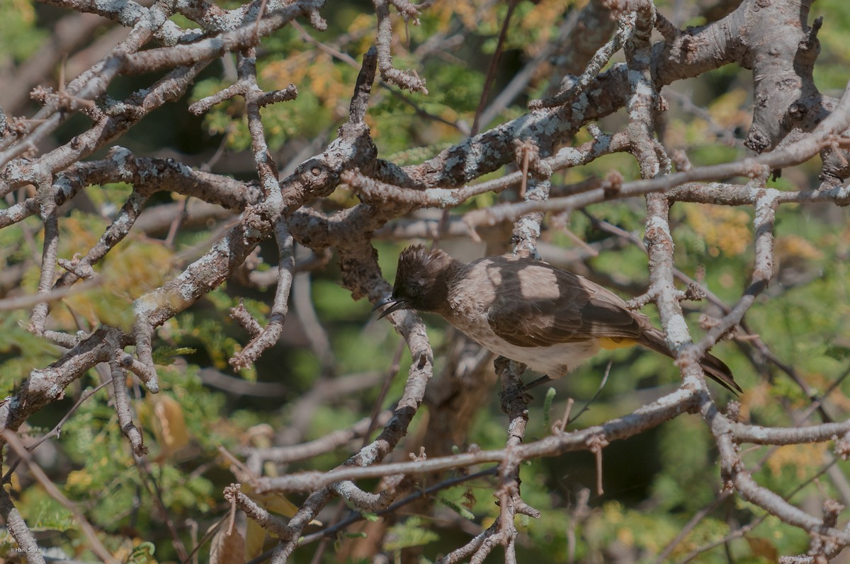 Common Bulbul (Dark-capped) - ML204772331