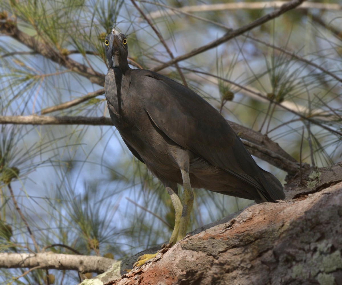 Pacific Reef-Heron - Tomáš Grim