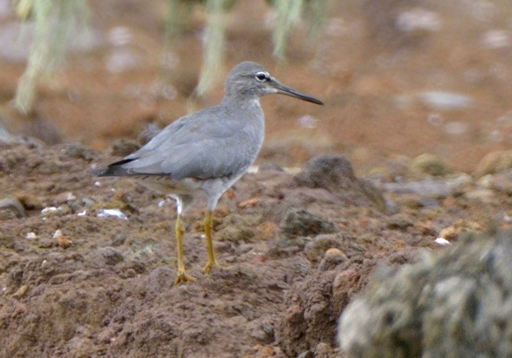 Wanderwasserläufer - ML204772481