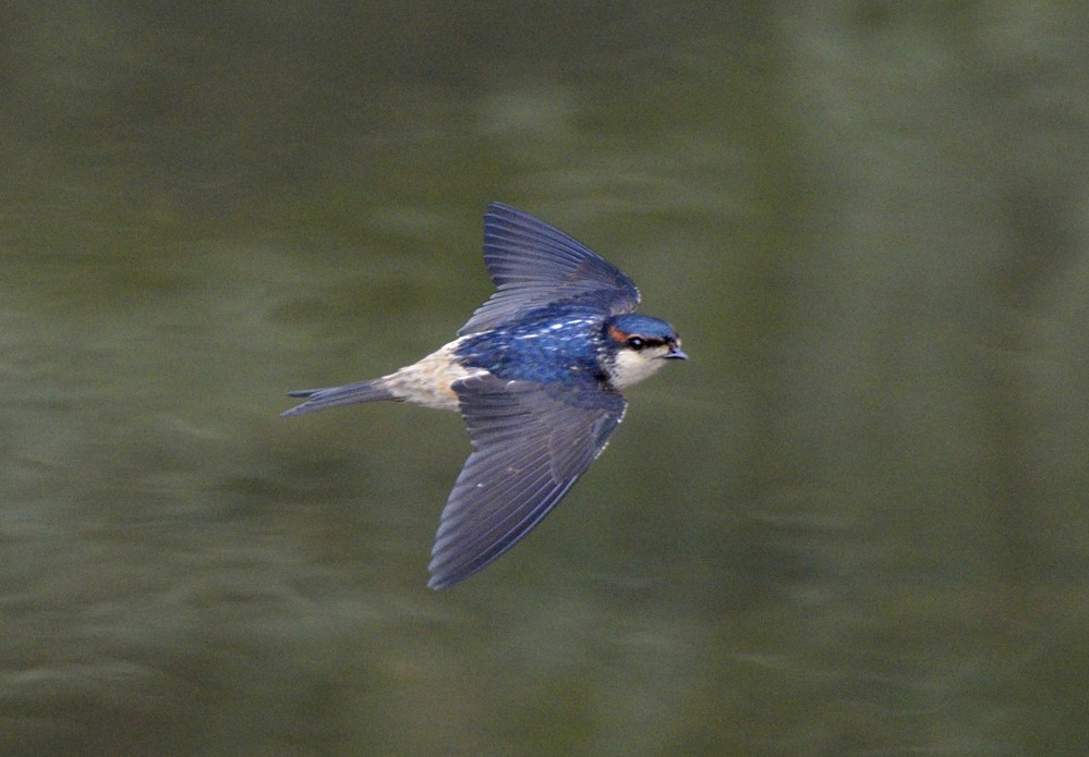 Preuss's Swallow - ML204772621