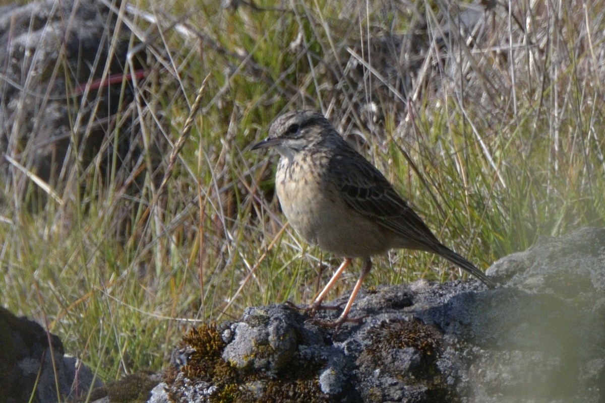 Long-legged Pipit - ML204772631