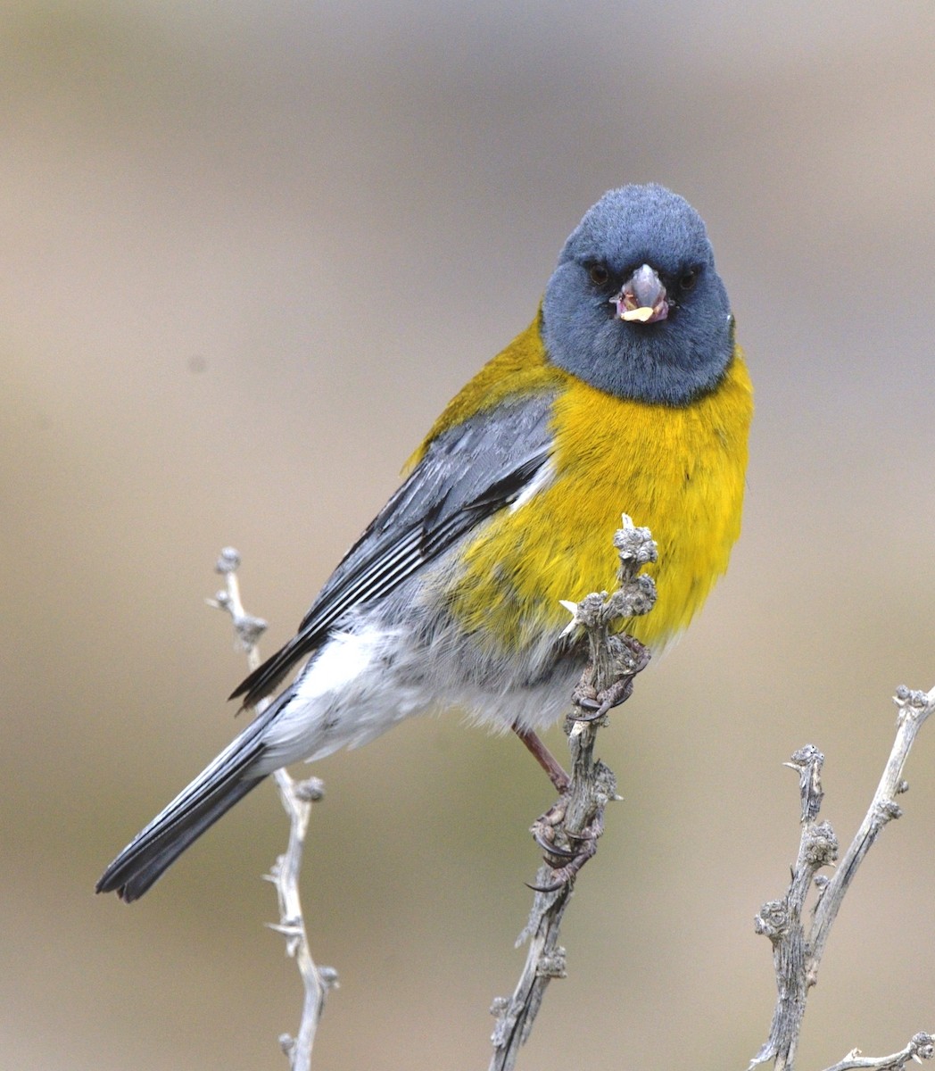 Gray-hooded Sierra Finch - ML204772841