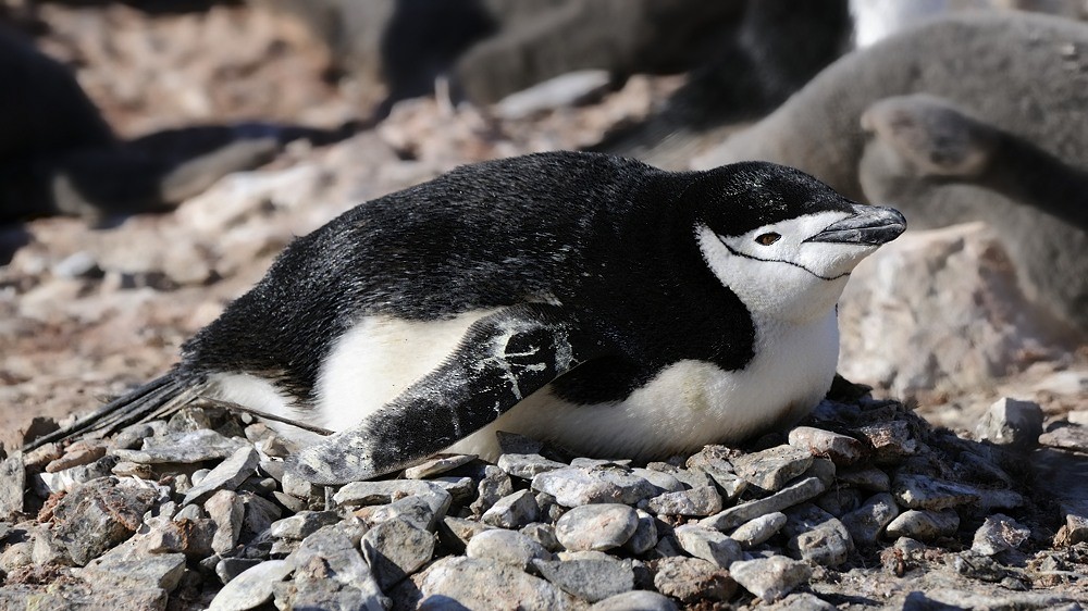 tučňák uzdičkový - ML204773081