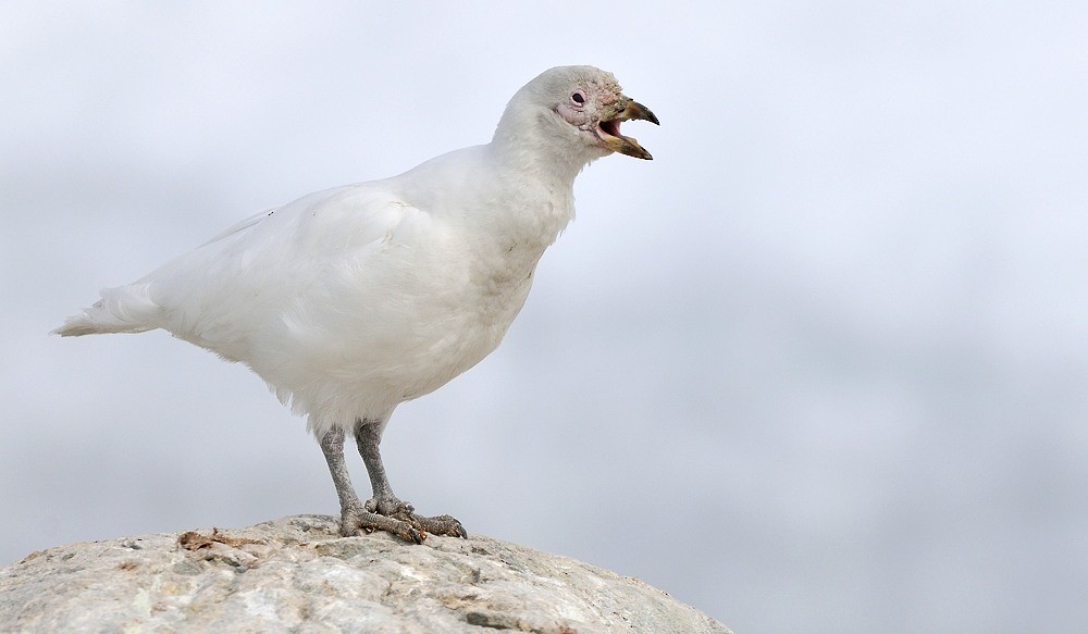 Snowy Sheathbill - ML204773151