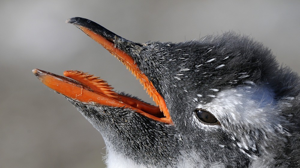 Gentoo Penguin - Tomáš Grim