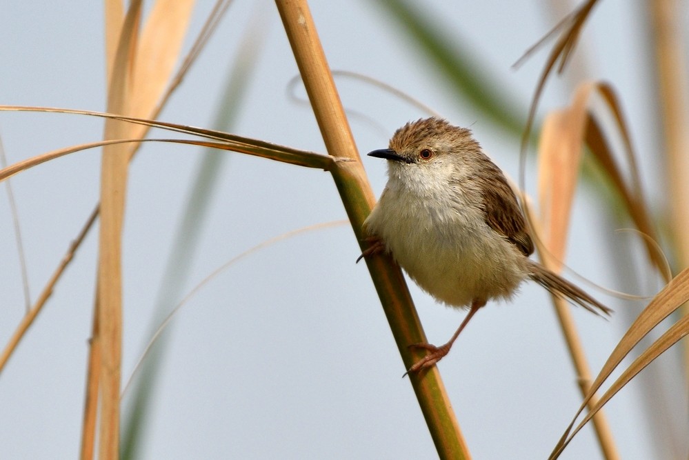 Graceful Prinia - ML204773191