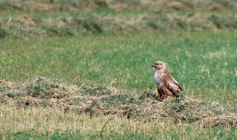 Long-legged Buzzard (Northern) - ML204773311