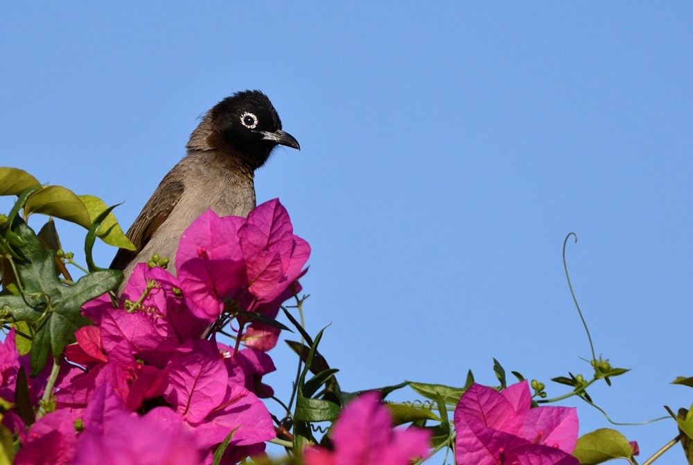 White-spectacled Bulbul - ML204773331