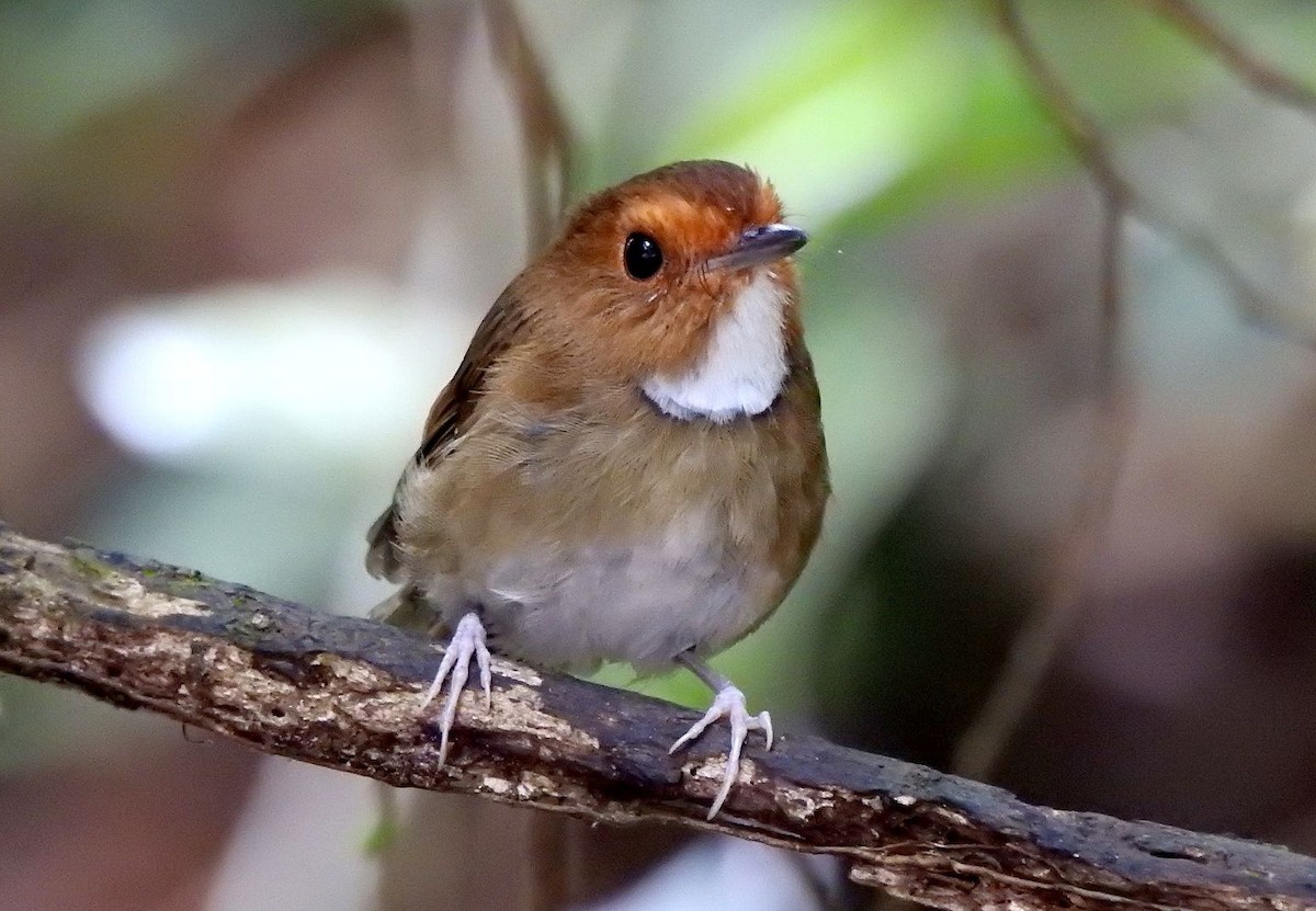 Rufous-browed Flycatcher - ML204774081