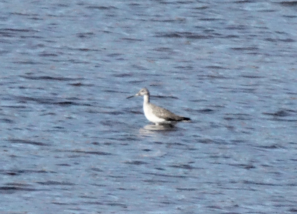 Greater Yellowlegs - ML20477451