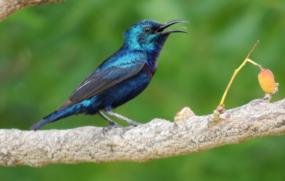 Purple Sunbird - ML204774841