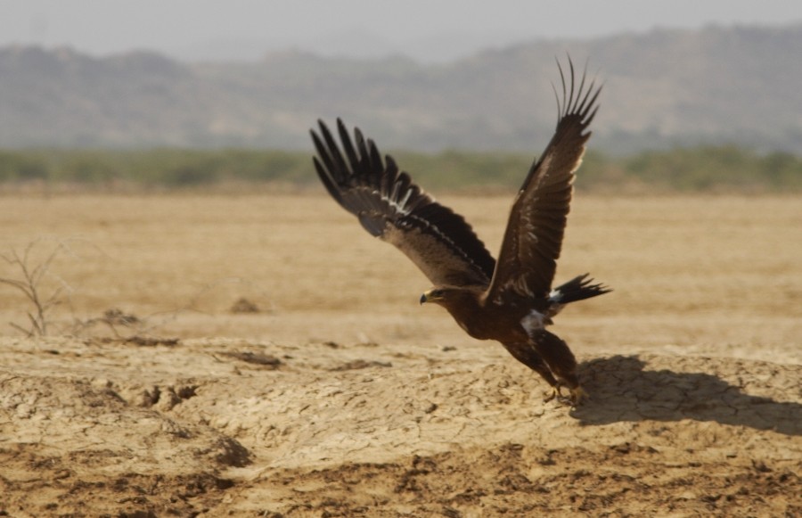 Águila Esteparia - ML204774891